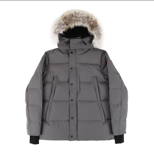Grey Canada Goose